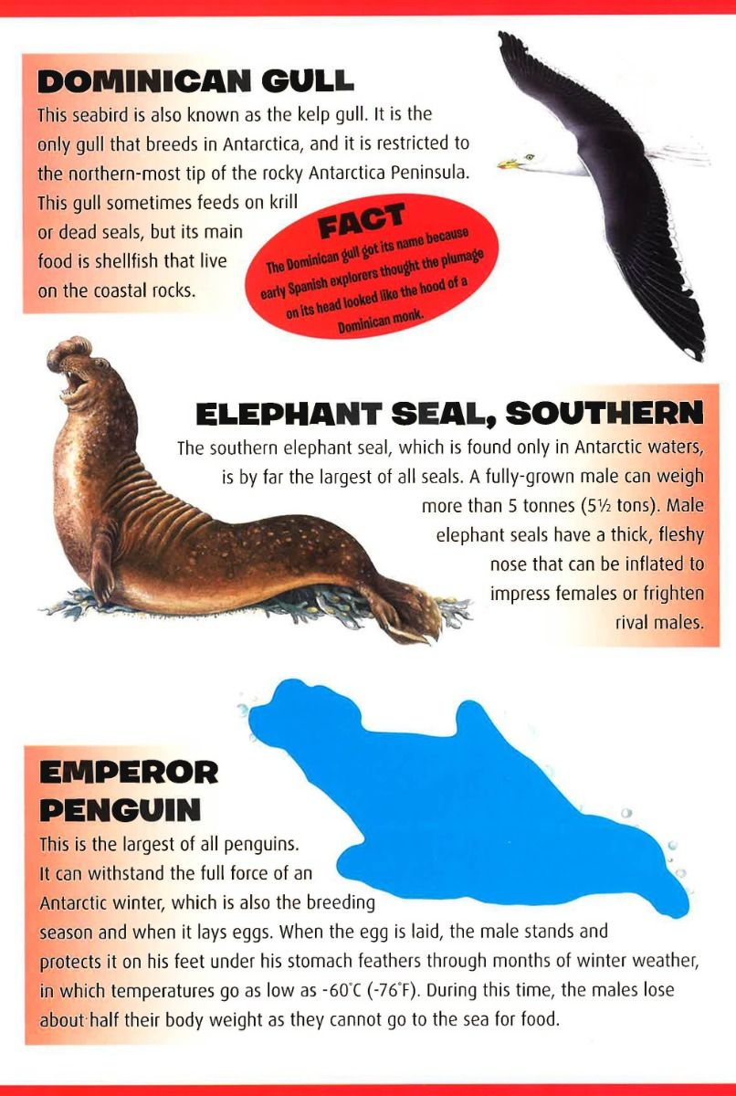 Polar Animals Sticker Book