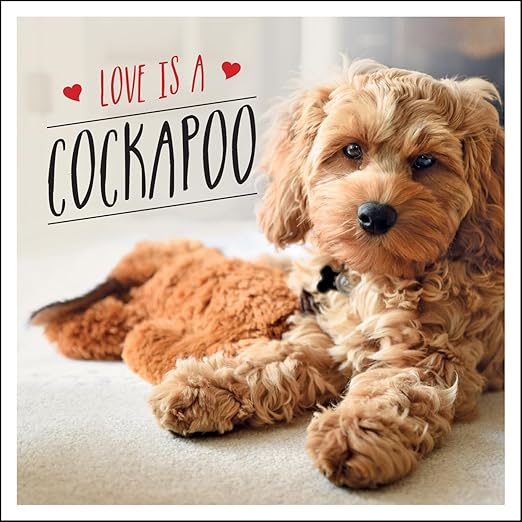 Love is a Cockapoo: A Dog-Tastic Celebration of the World's Cutest Breed  (Pack of 10)