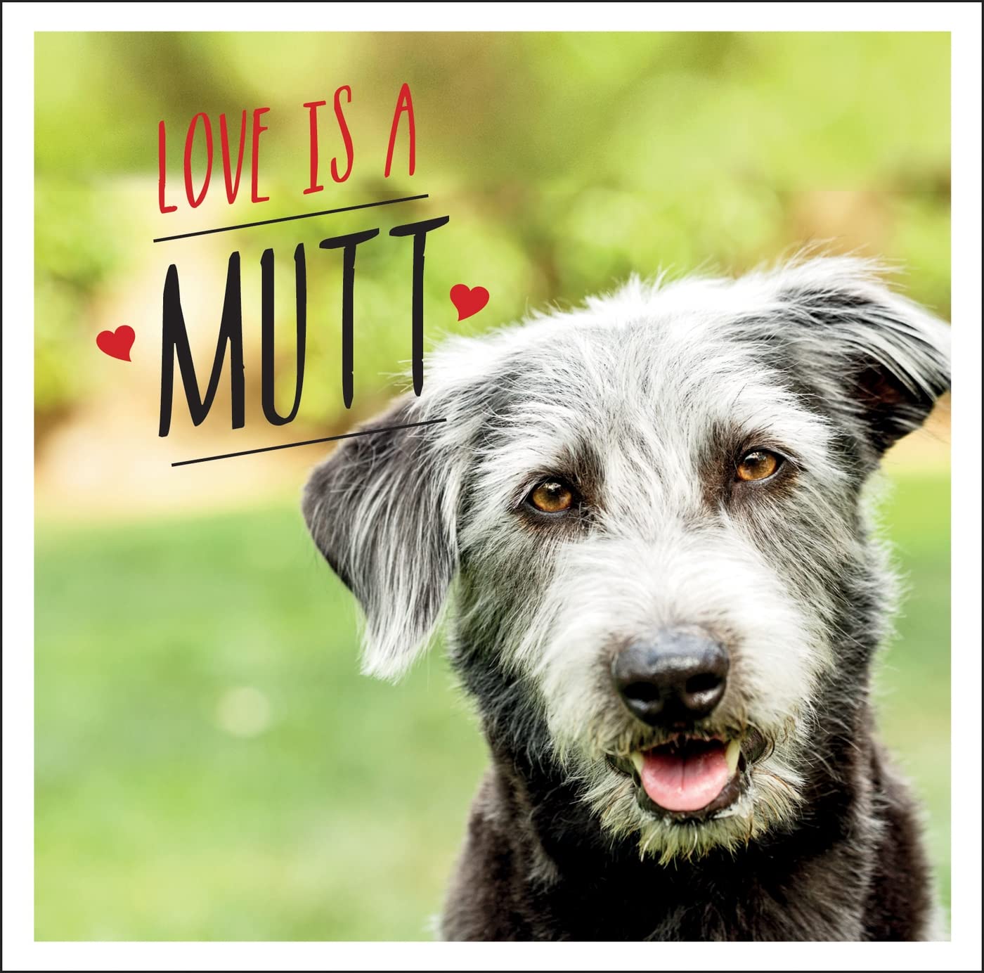 Love is a Mutt: A Dog-Tastic Celebration of the World's Cutest Mixed and Cross Breeds (Pack of 10)