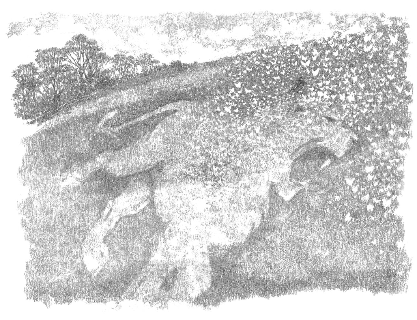 The butterfly lion ( Pack of 30 )