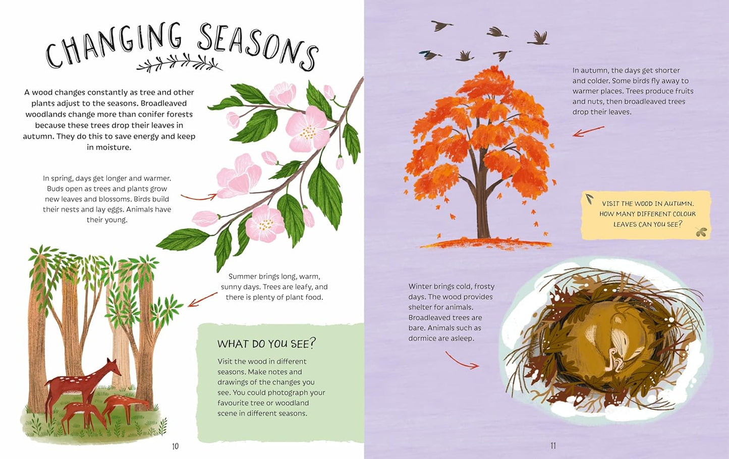 Adventures in Nature: Exploring a Wood