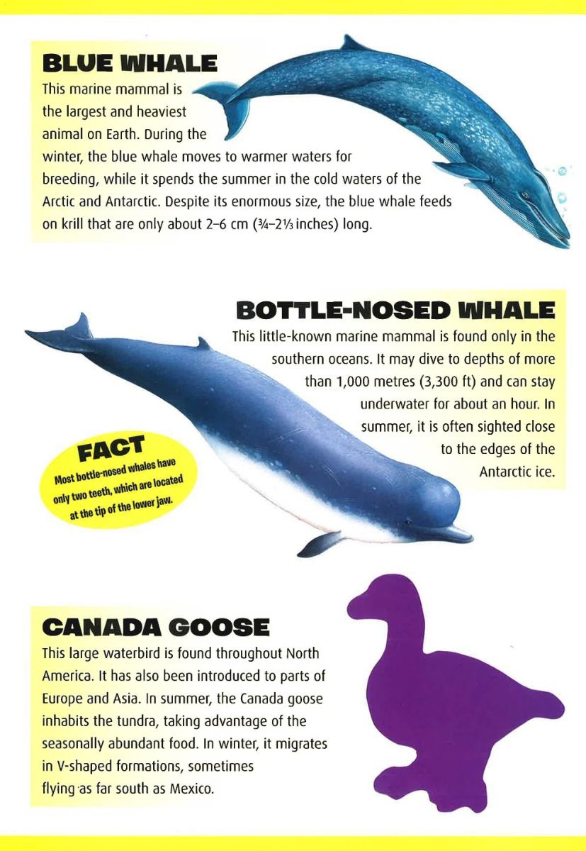 Polar Animals Sticker Book