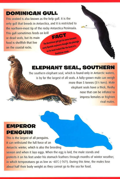 Polar Animals Sticker Book